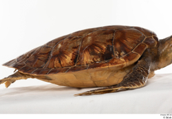 Back Turtles Animal photo references